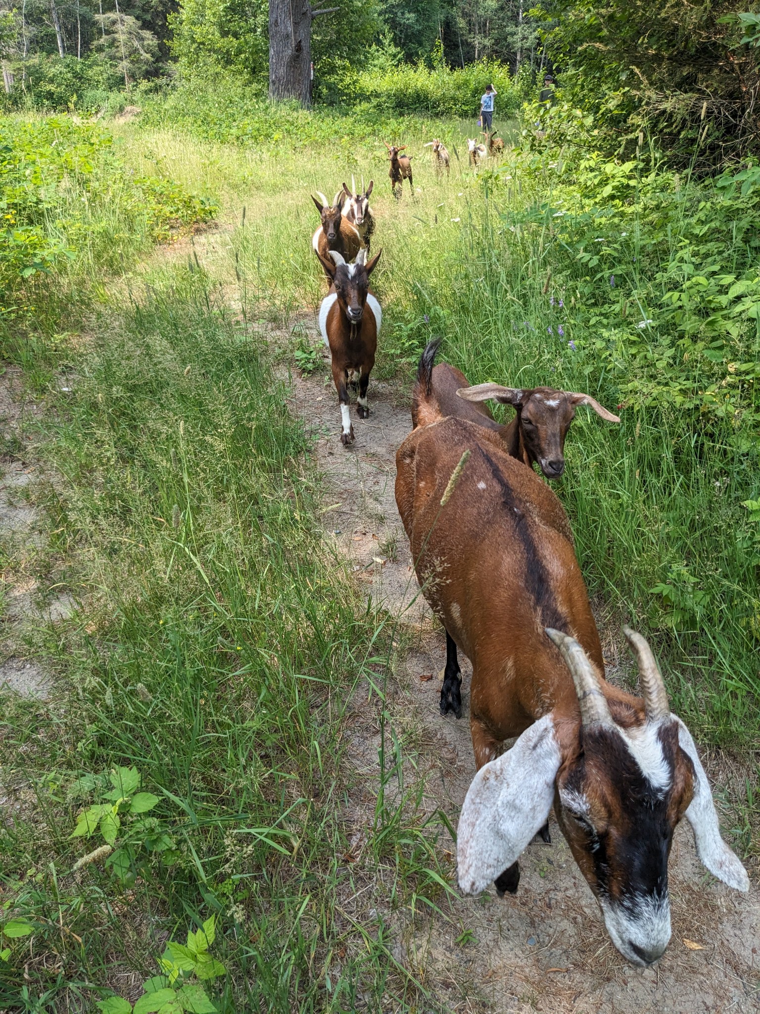 Go-at for a walk